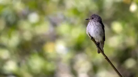 A spotted flycatcher, which is a small grey bird perched delicately on the end of a thin tree branch.