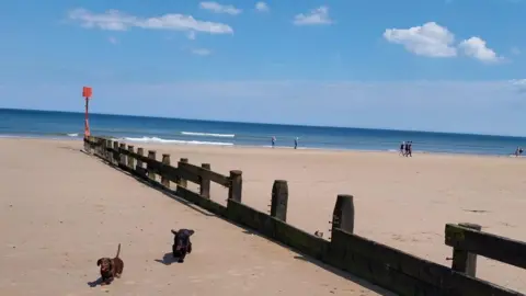 Groynes on a beach with two sausage dogs running in front of it.