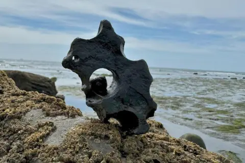 A low tide has revealed a colony of barnacles covering rocks. In the centre of the shot is a stone shape with a hole in the middle in which sits a mollusc hiding waiting for the tide to return. Behind the rocks is the wet sand covered by seaweed with the sea in the far distance with a hint of a breaking wave.