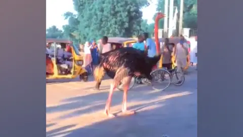 Ostrich on streets of Maiduguri in northern Nigeria