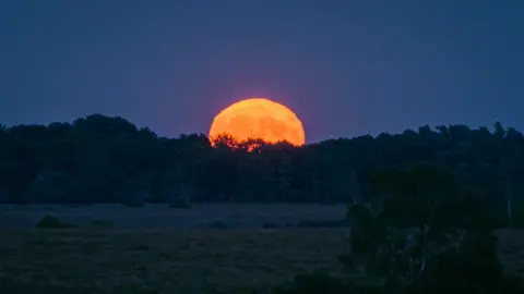 Paul Biggins A bright orange moon poking over the silhouettes of trees