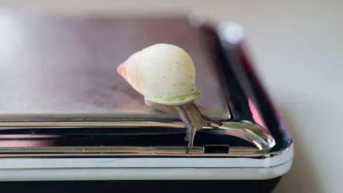 Partula snail being weighed 