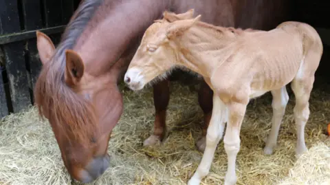 Suffolk Punch horses Faith and Juno in a stable 