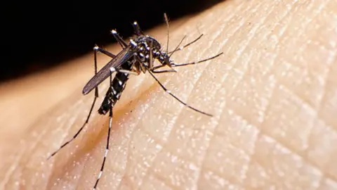 The Asian tiger mosquito