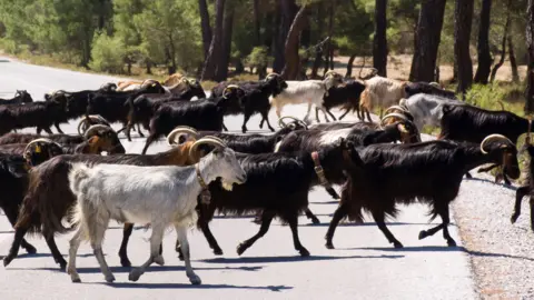 Goats in Greece. File photo