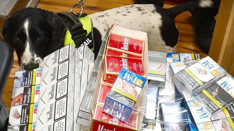 A pile of boxes of cigarettes and a black and white spaniel wearing a yellow harness