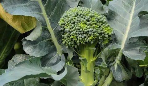 Broccoli