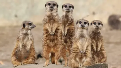 A picture of five meerkats - one looking to the right, five standing tall and the three others sitting a little lower.