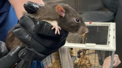 An RSPCA officer holds one of the rats found at Sarah Jordan's home