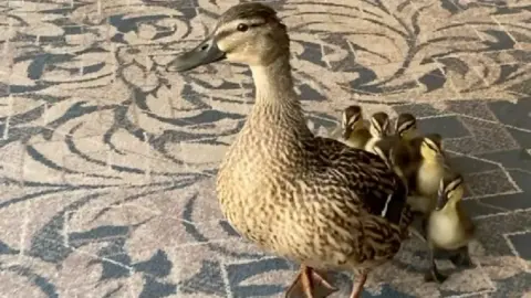 Female duck and chicks