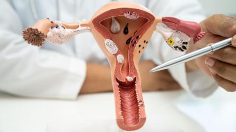 Doctor using anatomical model to point out the cervix