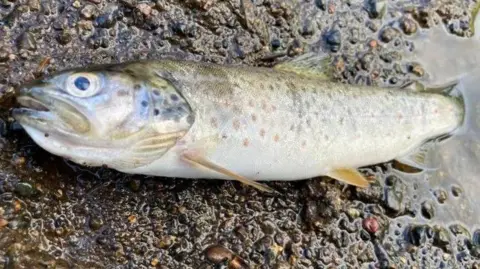 BBC brown trout