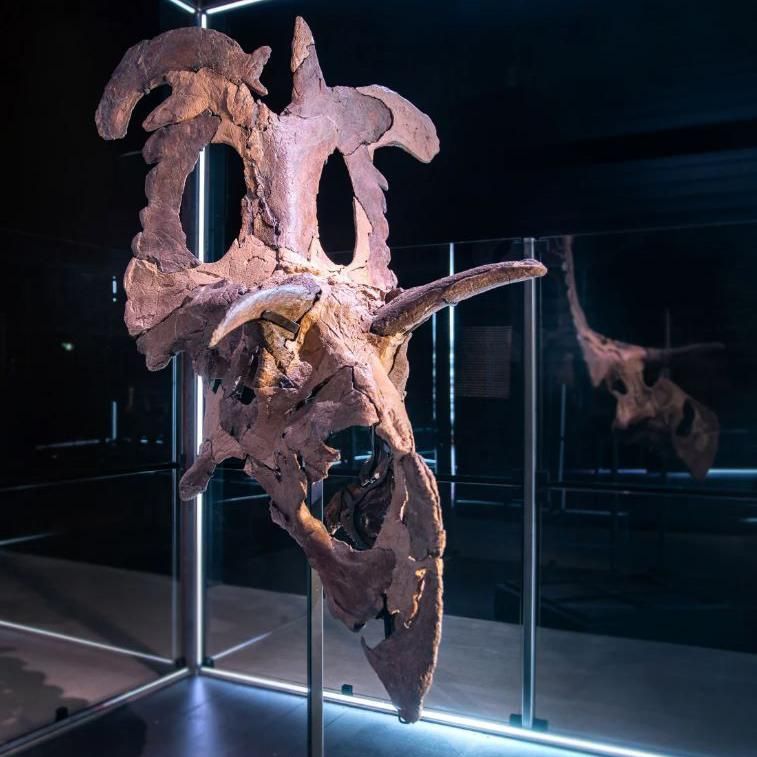 lokiceratops fossil on display in a museum