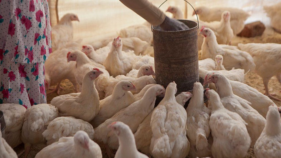 Chickens gather to eat as their owner outs grain into the feeder in a wooden barn in Manica village, Manica District, Mozambique.