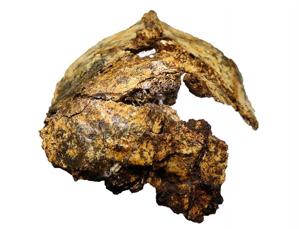 Paranthropus robustus