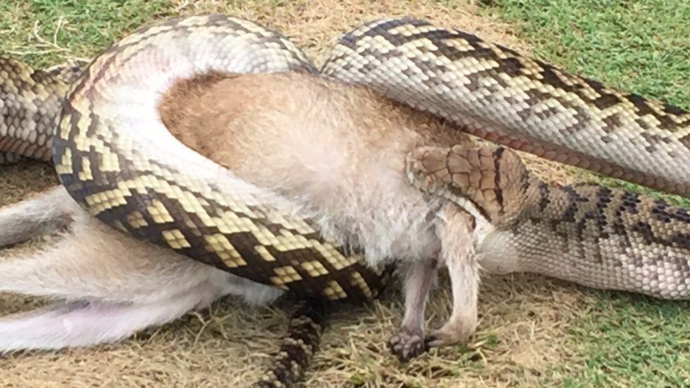 The golf course in Far North Queensland is known for its wildlife