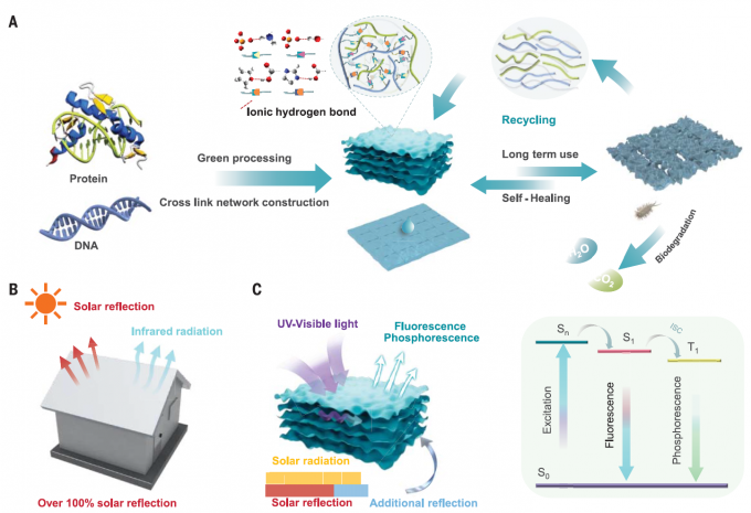 최근 중국 쓰촨대 연구진이 젤라틴 단백질(protein)과 DNA로 만든 에어로젤은 자가치유력이 있고 재활용이 되고 폐기하면 빠르게 생분해되는 친환경 물질이다(A). 이 에어로젤은 햇빛을 반사하고 적외선을 내보내 복사냉각 효율이 뛰어나다(B). 입사량보다 더 많은 가시광선을 반사하는 건 자외선(UV)을 흡수해 가시광선 영역인 형광(fluorescence)과 인광(phosphorescence)을 내놓기 때문이다(C). 사이언스 제공