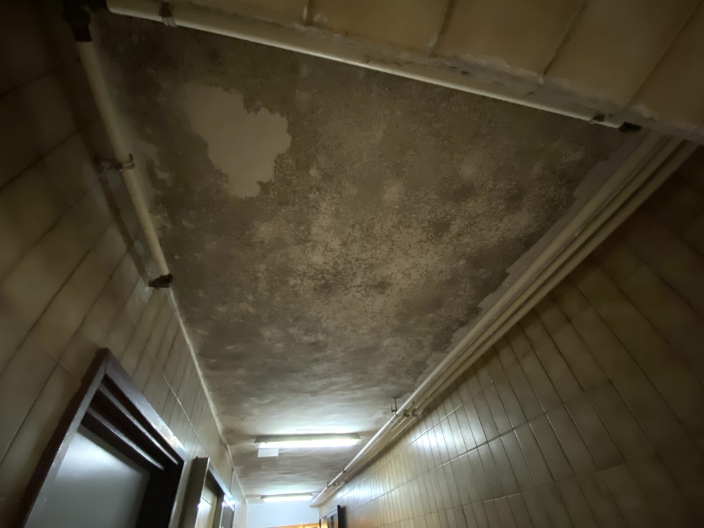 兆禧苑多座大廈走廊天花滿佈灰黑斑駁的霉跡。