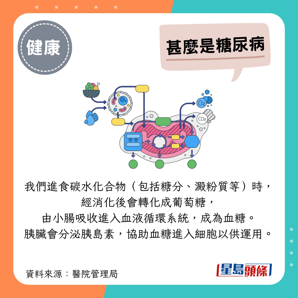 我們進食碳水化合物(包括糖分、澱粉質等)時，經消化後會轉化成葡萄糖，由小腸吸收進入血液循環系統，成為血糖。胰臟會分泌胰島素，協助血糖進入細胞以供運用。