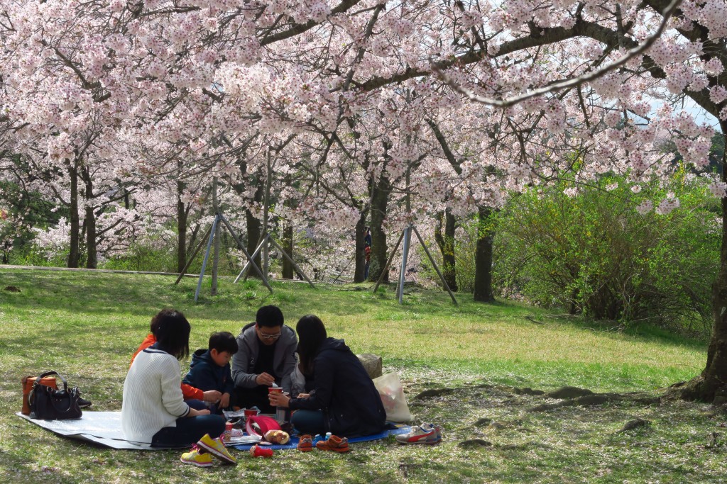 每年4月櫻花盛開時，韓國人都會一家大細出來郊遊。
