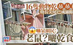 慈雲山16隻動物乾晾窗外 幼長尖尾巴吊吊揈 嚇呆網民：曬老鼠乾？｜Juicy叮