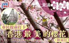 多圖︱東涌櫻花園本周末起開放 約85棵「好運來」 料呢一日最盛放（附前往方法）