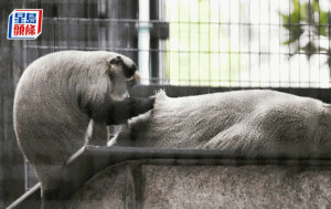 類鼻疽殺猴︱動植物公園再有白臀長尾猴離世 相關器官有類似病變 累計12猴死