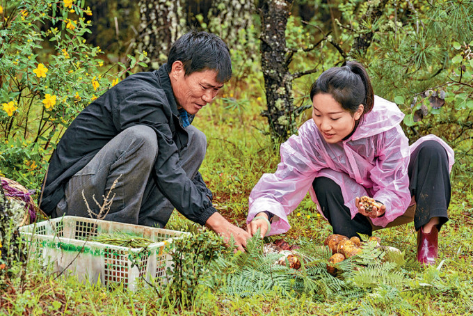 民眾在雲南大理採集牛肝菌。