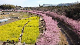 東大山の桜