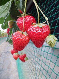 せいた苺園 いちご狩り