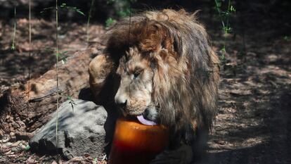 Un león lame una 'paleta helada' en el Zoológico de Chapultepec, el 30 de mayo.