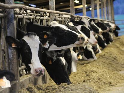 Varias vacas comen pienso en una granja de Behialde.