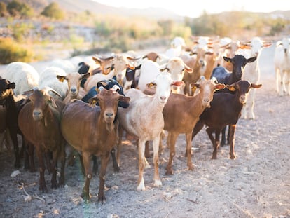 Un rebaño de cabras, en una imagen de archivo.