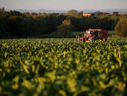 Un trabajador usa una cosechadora en una granja de tabaco en agosto de 2014 cerca de Tiétar (Cáceres).