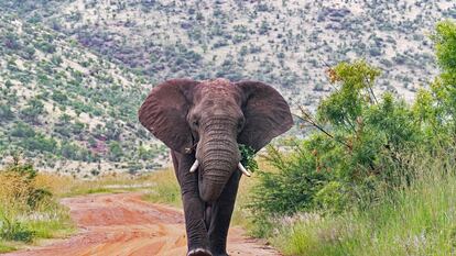 Un elefante en el Parque Nacional de Pilanesberg, en Sudáfrica.