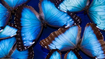 La ‘Madame Butterfly’ del Museo de Historial Nacional de Londres