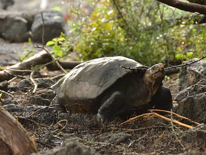 La tortuga Fernanda, hallada en 2019 en una zona aislada de la isla Fernandina, en Galápagos.