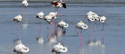 Colònia de flamencs al delta.