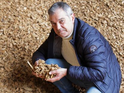 Ángel Marcos Pérez de Arrilucea, alcalde de Sabando (Álava), muestra las virutas de madera que alimentan la calefacción comunitaria de biomasa del municipio.