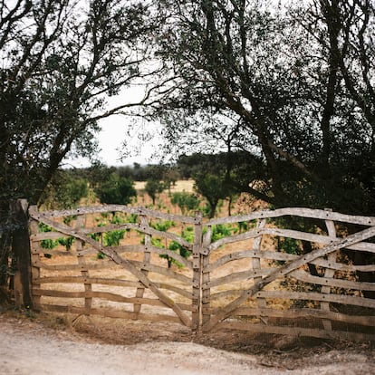 Cultivo mixto de árboles y viñas en los viñedos de la bodega 4 Kilos. 
