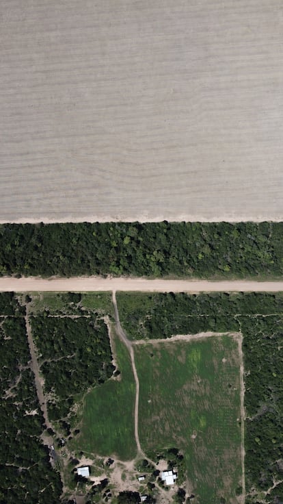 Hace dos décadas, la finca de Griselda Ruiz estaba rodeada de denso bosque. Ahora, su propiedad es el único punto verde en un tablero de ajedrez de campos. Monocultivo tan blanco como el ojo puede ver.  