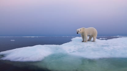 ¿Se extinguirán los osos polares?