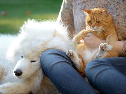 Prevention is the best way to stop your dog or cat having health problems in the summer.