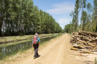 Una senderista recorre un tramo del canal de Castilla en la provincia de Palencia.