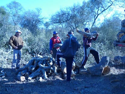 Sacheros cargan troncos recién cortados en la cuenca forestal de Monte Quemado.