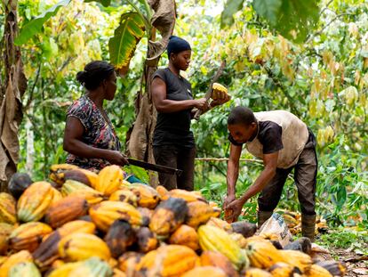 Agricultores ghaneses durante la recolección de cacao, en octubre de 2023.