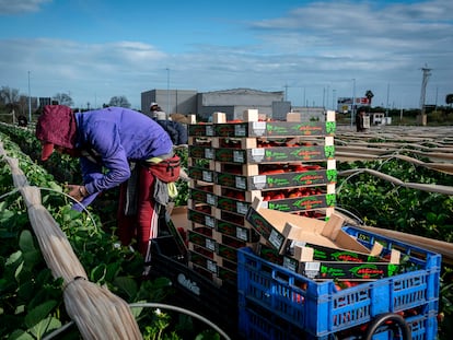 Trabajadores marroquíes en una explotación de fresas en Lepe, España.