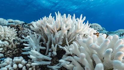 ¿Puede la ciencia salvar nuestros arrecifes de coral?