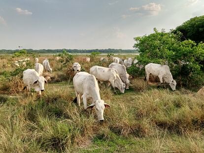 Cattle feeding on the pastures of the Barba Azul Reserve, in the Bolivian region of Beni