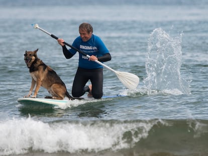 Un participante de la III Edición del Campeonato Europeo de Surf DingoNatura Dog Surf, el pasado domingo en la playa de La Concha de la localidad cántabra de Suances.